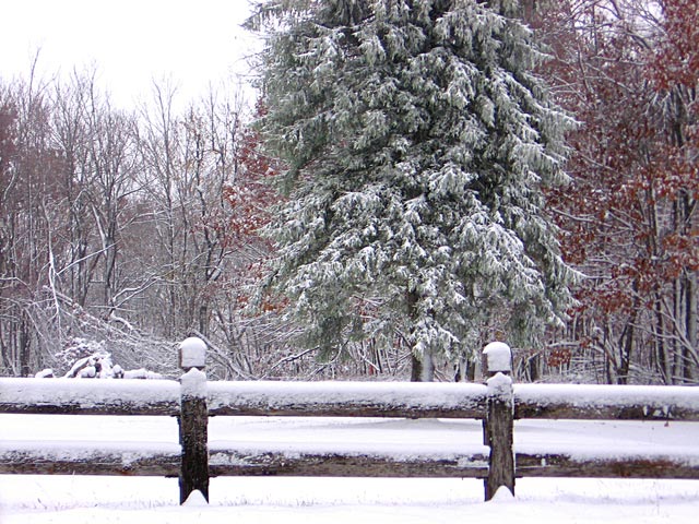 小雪+寒潮，禽畜水產(chǎn)如何應(yīng)對(duì)？