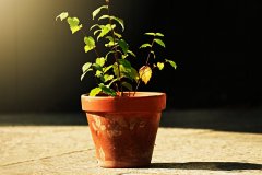 盆土是否缺水？7種方法判斷